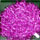 pompon_fucsia